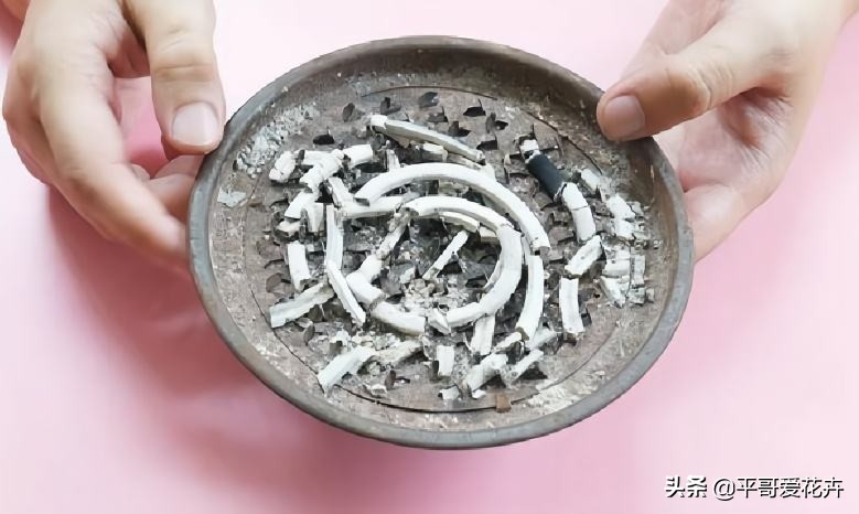 夏季室内小黑飞怎么消灭最彻底,防小黑飞的植物