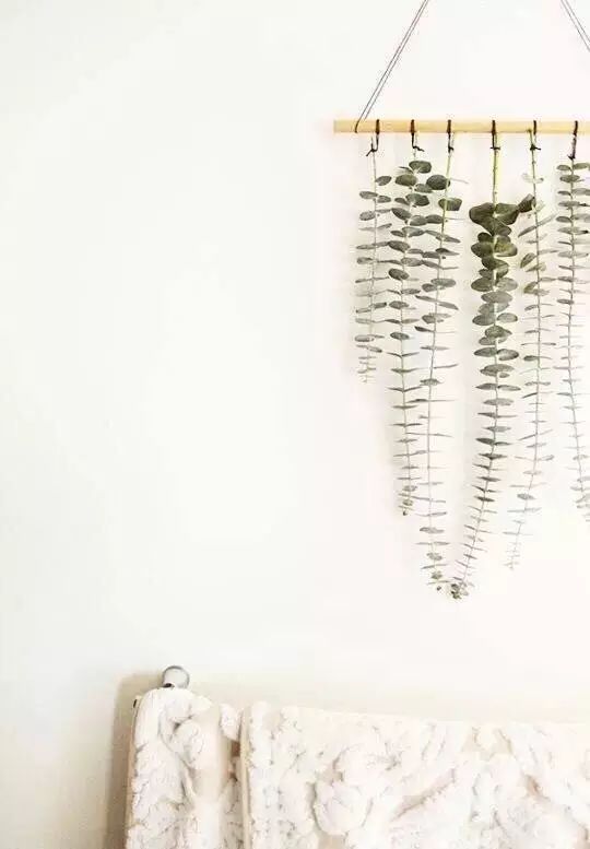 花店用的尤加利是什么品种,尤加利有几种