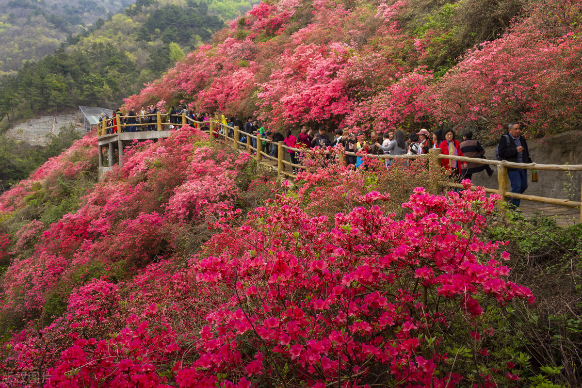 爬山欣赏映山红,篝火相拥情更浓(精彩推荐)