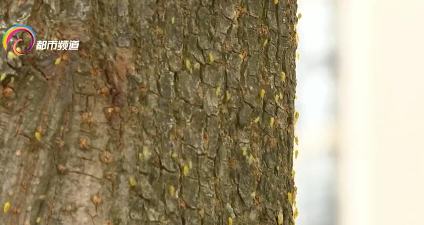 瘆人！红旗路行道树现虫患