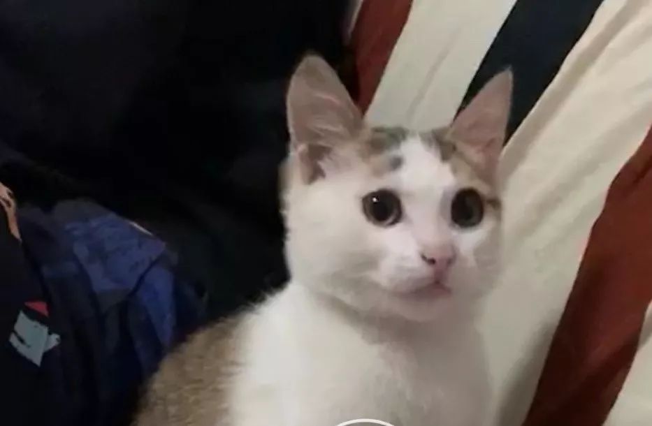 猫咪洗澡前驱虫还是洗澡后驱虫,猫咪体外驱虫和体内驱虫多久一次