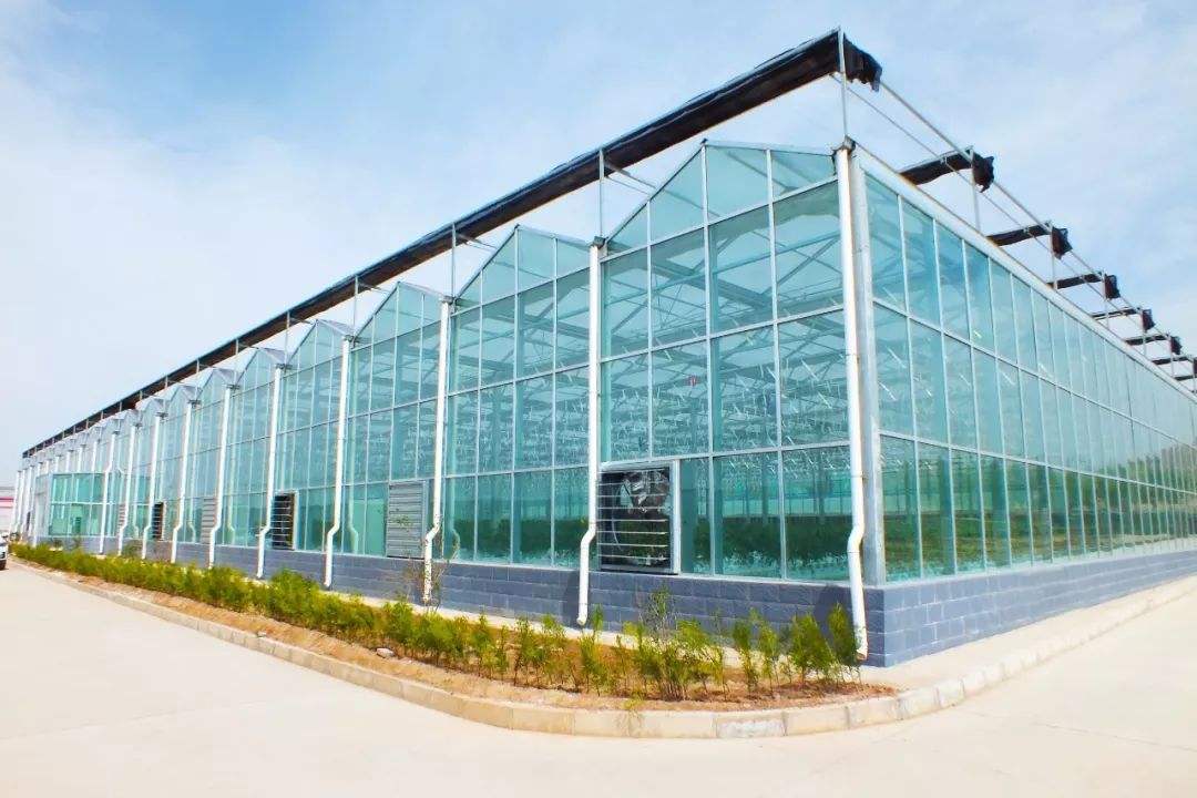 草莓立体栽培技术视频,草莓立体栽培的利与弊