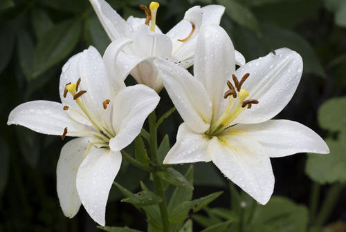 盘点世界各国国花你最喜欢哪种,盘点各国国花