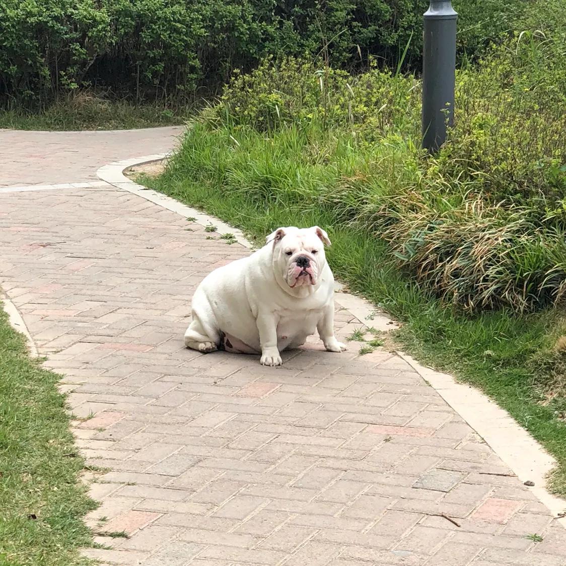 英牛怀孕成功率,英牛孕期多少天