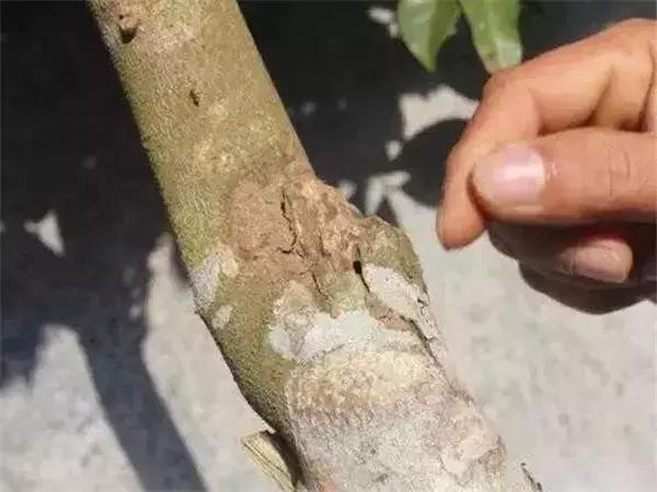 真正的沉香树什么样,沉香树有哪些