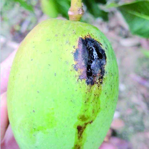 芒果角斑病用什么肥治,芒果角斑病要用什么药