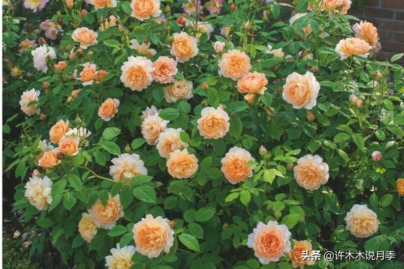 买到假月季苗怎么办,怎样网购月季不受骗