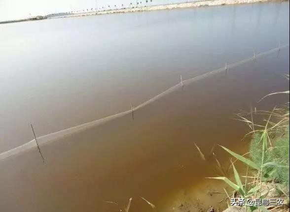 虾塘红黑水怎么去除,虾塘红锈水怎么样处理