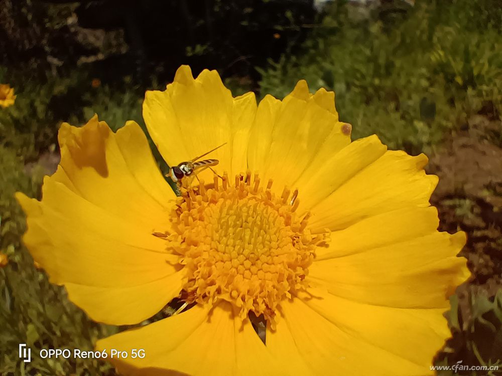 opporeno6pro夏日星河入梦,opporeno6pro夏日晴海渐变色