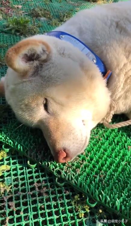狗狗不小心被蝮蛇咬了,脸肿成包子,网友一看照片全笑歪