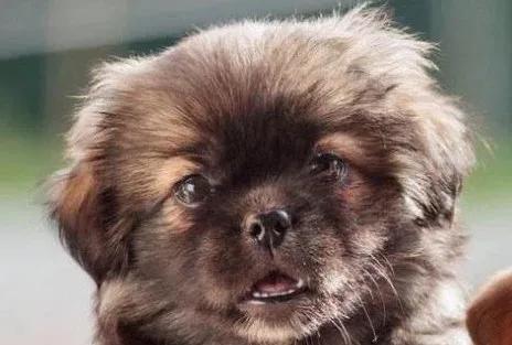 *藏西**袖犬：真实的存在，还是神秘的传说？