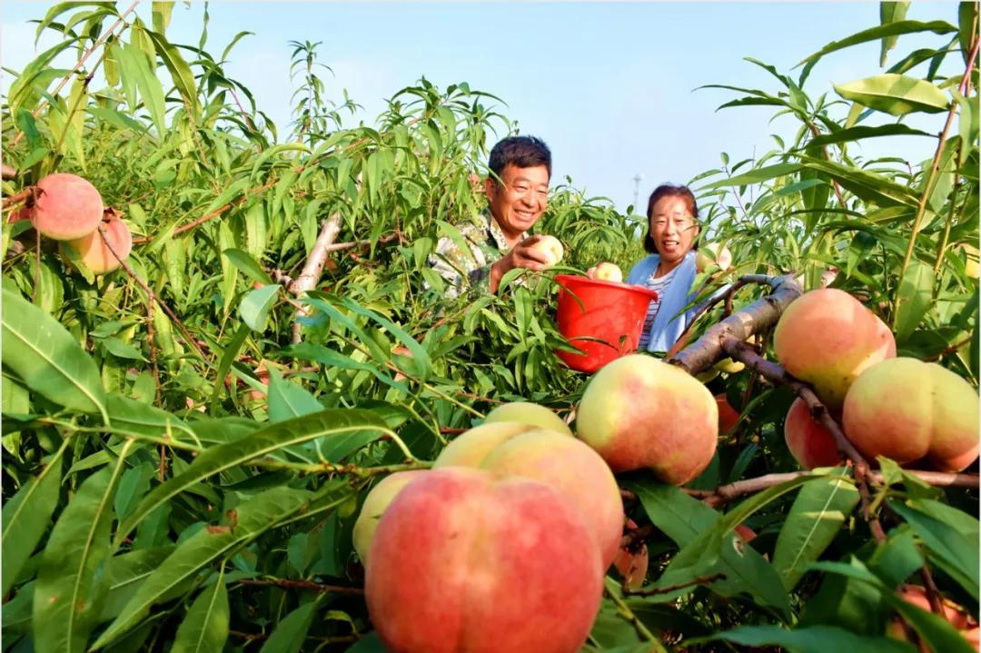 “乡产云课堂”首期上线丨桃农、桃企、桃区看过来！不惧滞销，还能每亩多赚一千元