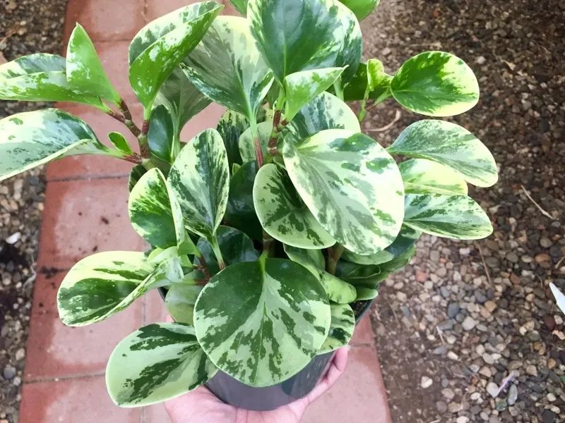 碧玉怎么养开花,碧玉盆栽的花怎么养好活