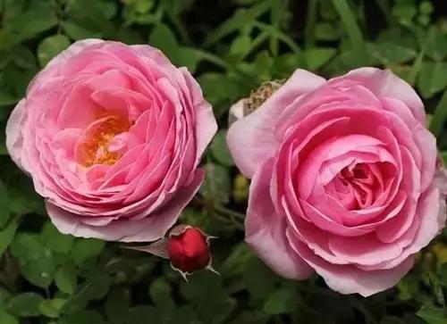 最漂亮10种微型月季,新手必入这8种月季漂亮好养