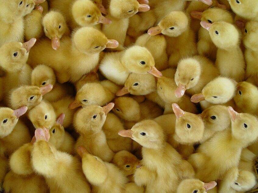 鸭子的成活率一般达多少,养殖鸭子防病措施技巧