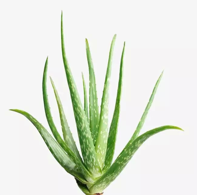 央视十大除甲醛植物排行榜,绿萝栀子花室内花卉植物除甲醛