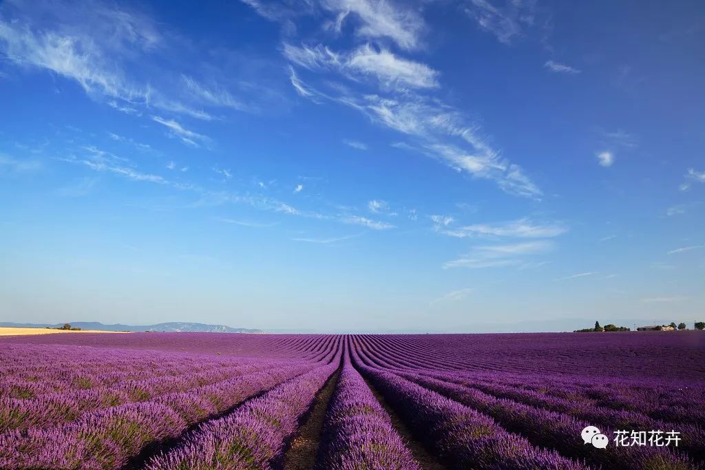衣草精油真假辨别方法视频,薰衣草真假辨别图解大全