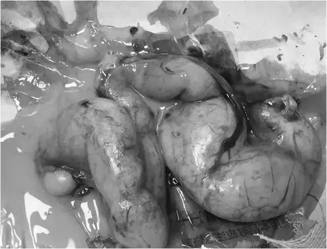 福懋宠物医院花都分院,福懋动物医院公猫绝育