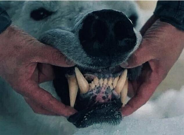 狗狗狂犬病症状是哪些表现,狗狗眼睛发红是不是狂犬病症状