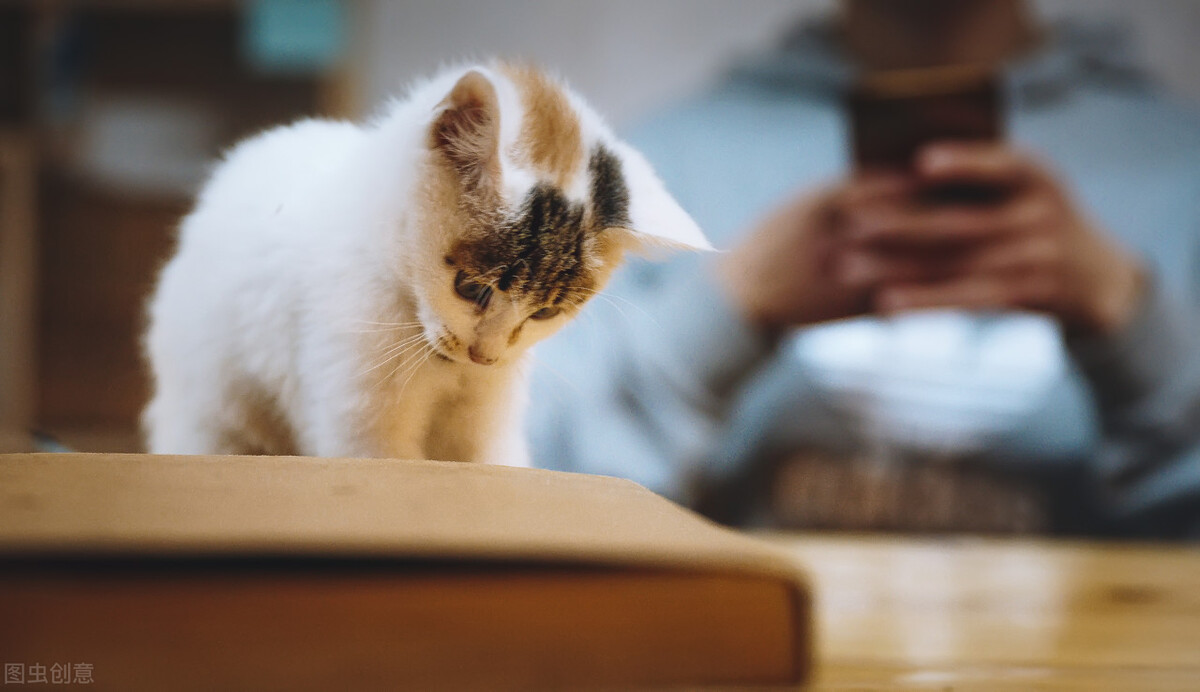 新手养小猫要注意什么,新手养猫还是养狗好一点