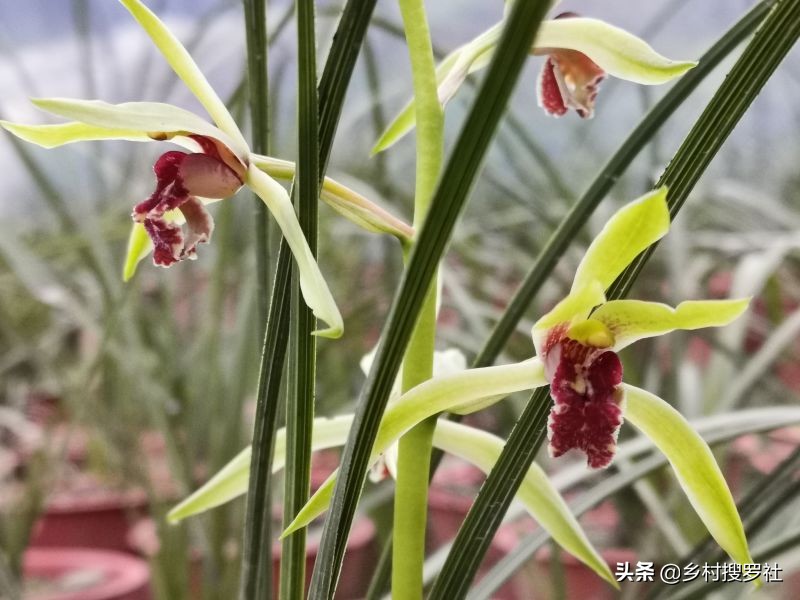 蕙兰怎么样提高开花率,蕙兰如何从花苞判定花色