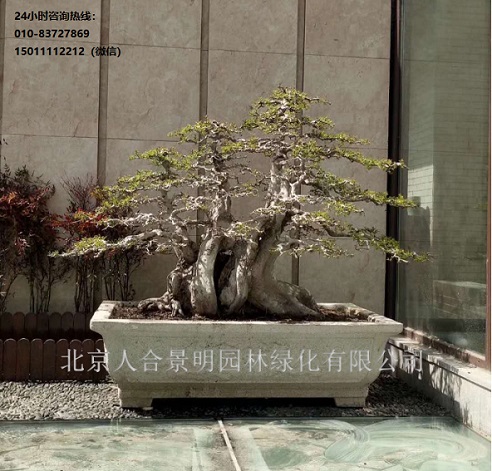 北京人合景明园林教你如何用这九种方法选对——对节白蜡