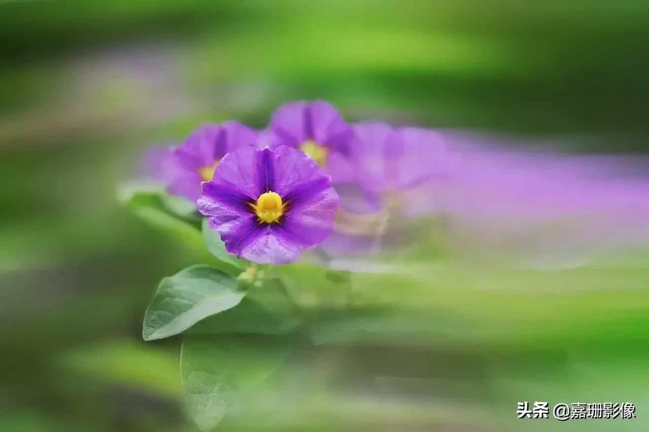 看看花容，听听花语2020年我镜头里的百种花卉