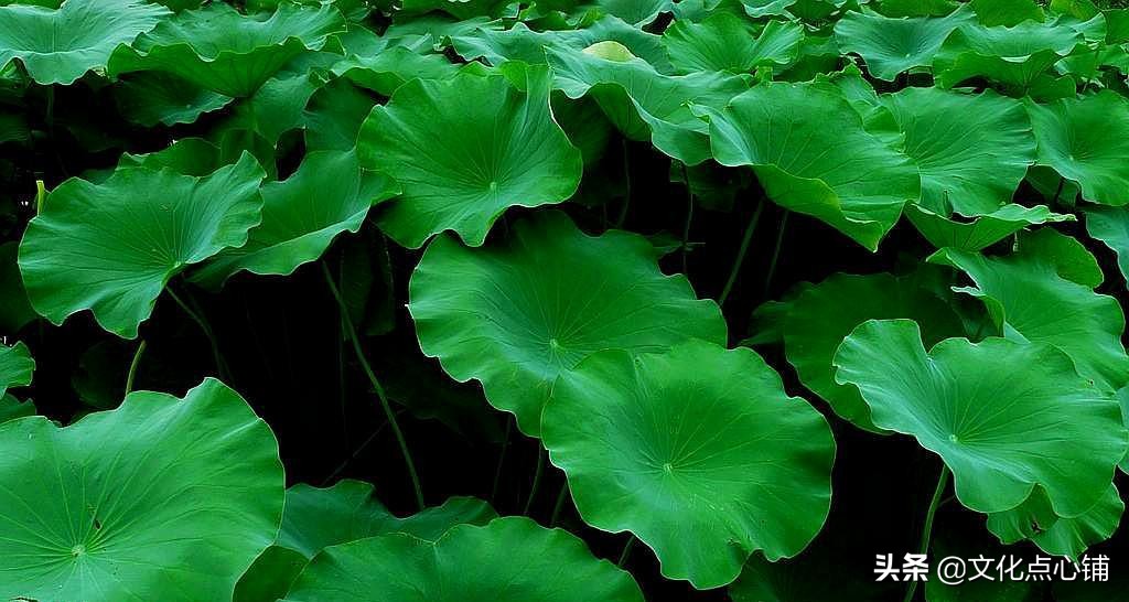 李商隐的十首经典作品,李商隐七律经典10首