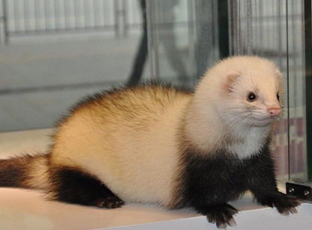 母貂受胎率低的这些原因要重视