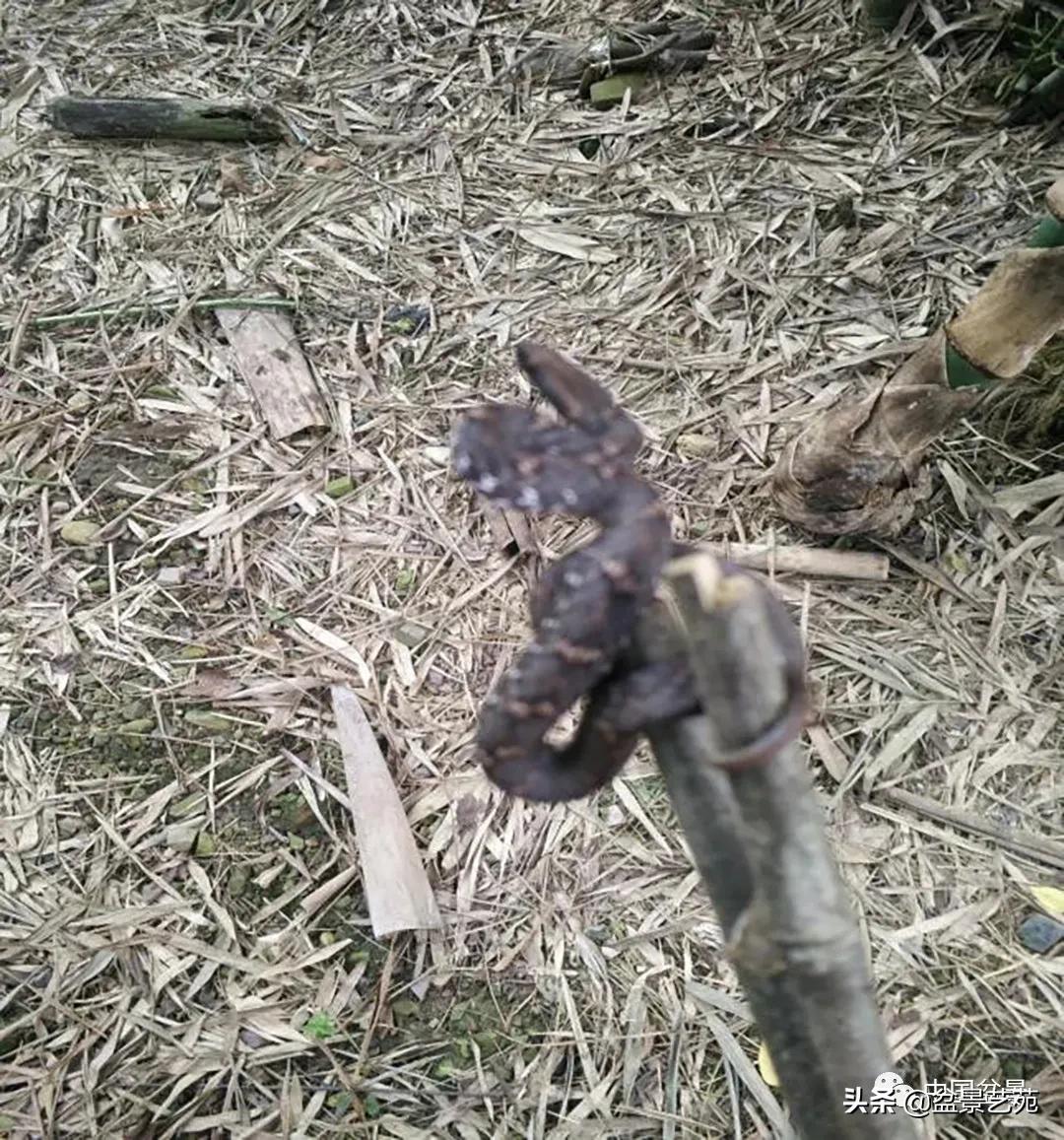 老树桩的造形特征有哪些,论述树桩盆景主要流派的艺术特点