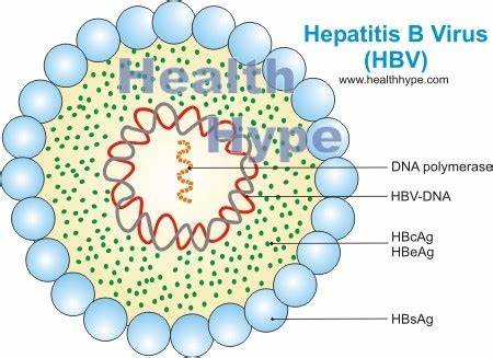 长期吃护肝片对乙肝好吗,长期吃护肝片可以预防肝癌吗