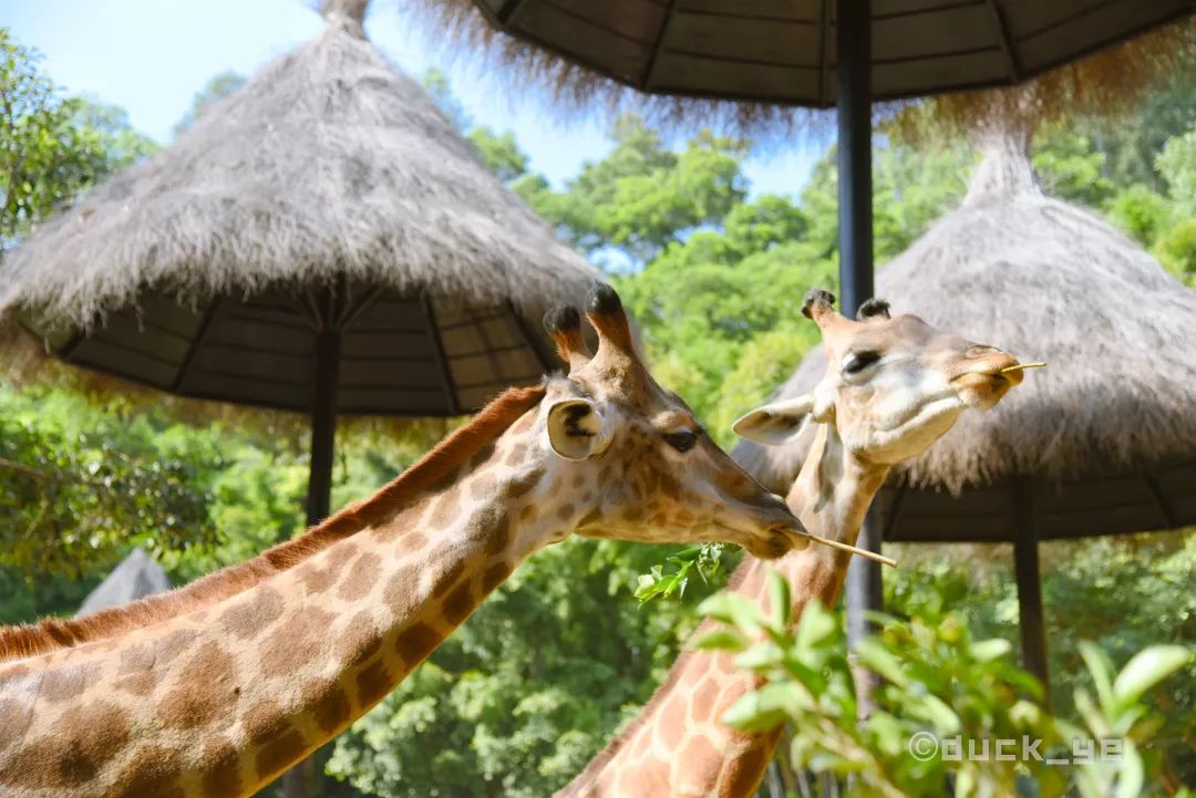 去广州长隆野生动物世界学到什么,5.1广州长隆野生动物攻略