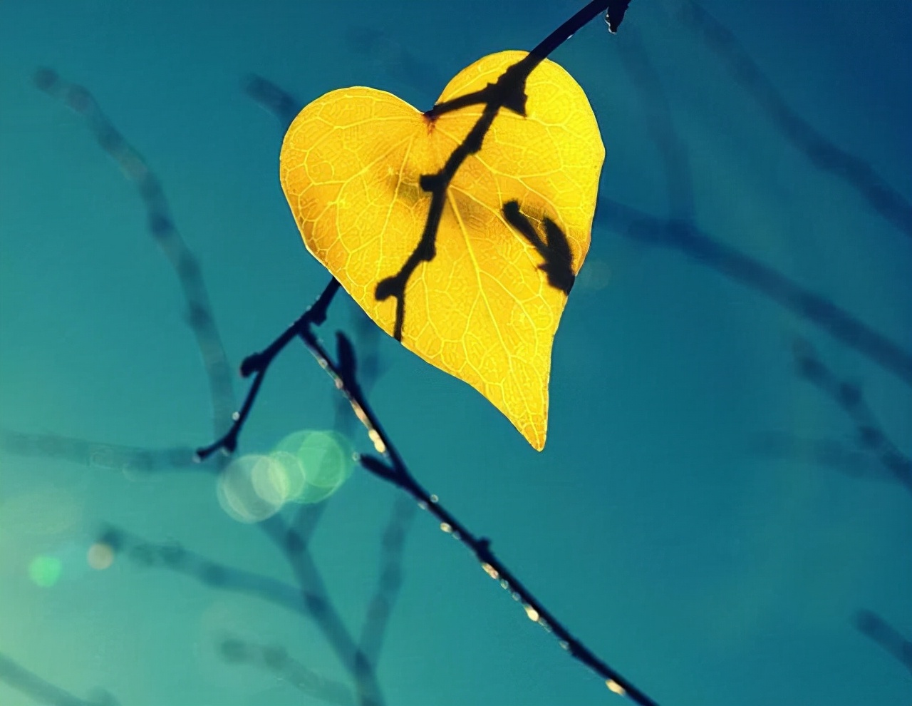 又一年浅秋，又一次想起了你：亲爱的，别来无恙？