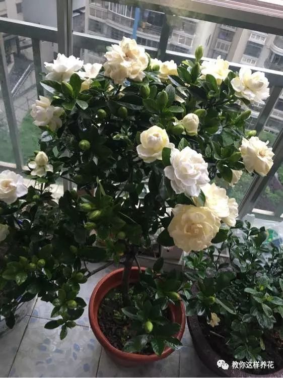 养花用多菌灵和磷酸二氢钾,养花磷酸二氢钾如何正确使用