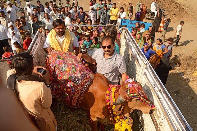 “印度牛人”帕萨纳：44岁富豪抛妻弃子，只为把心爱的母牛娶回家