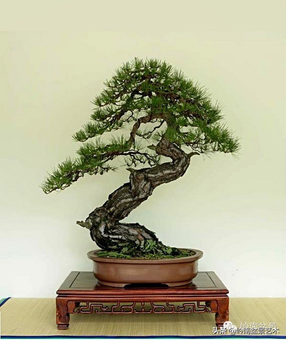 2万元的黑松盆景,拍卖28万的盆景