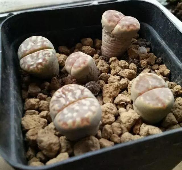 多肉徒长了砍头不用发芽机可以吗,多肉生石花徒长怎么办