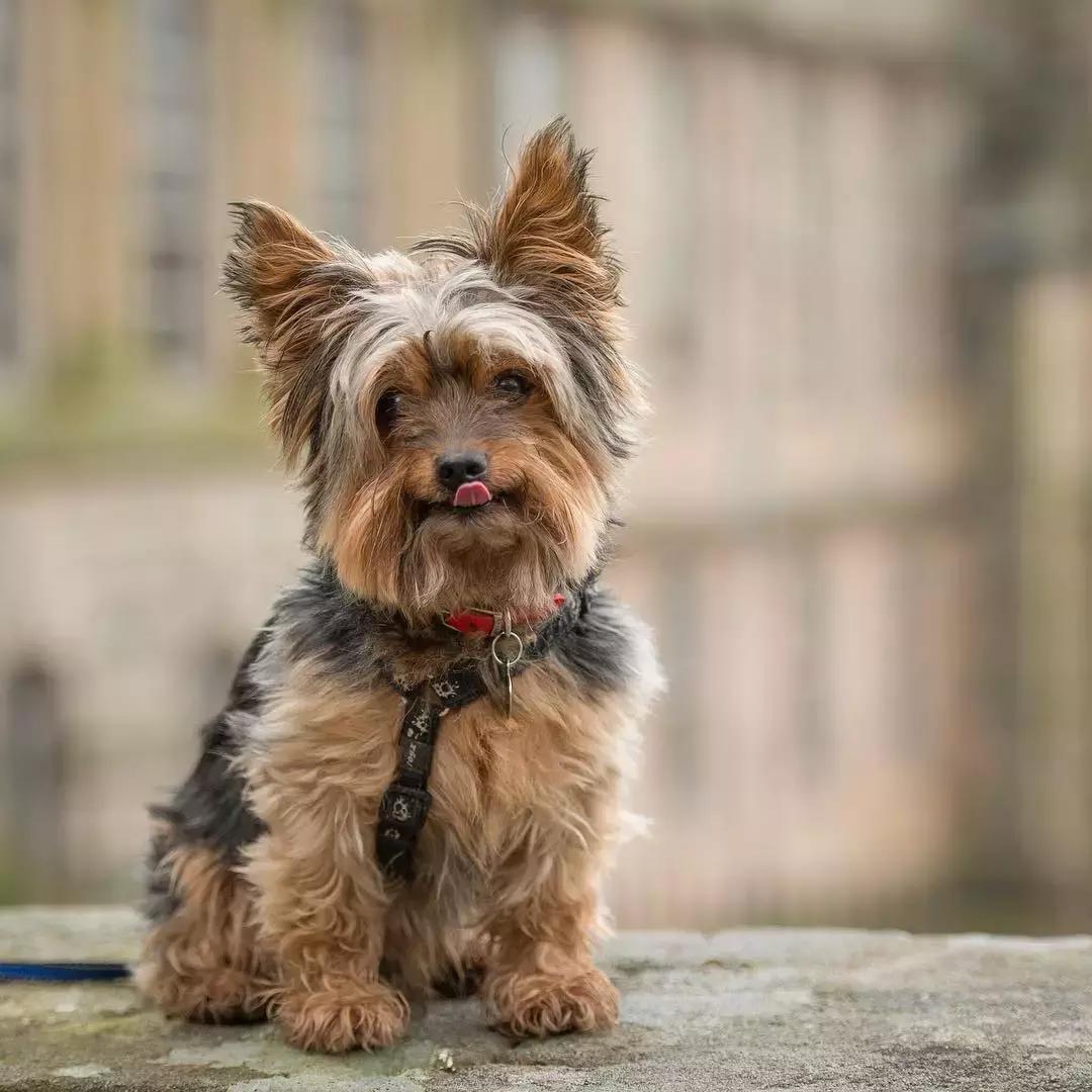 什么体型的约克夏好养,约克夏幼犬吃什么长得快