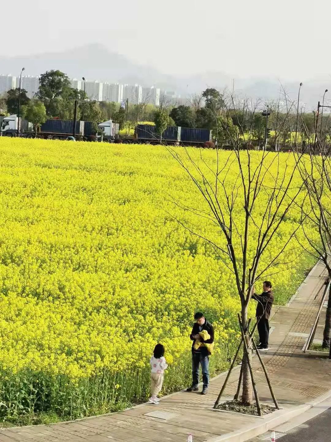 太美的花海,余杭千里花海
