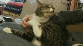 消灭跳蚤有什么特效药,消灭99.99%的跳蚤