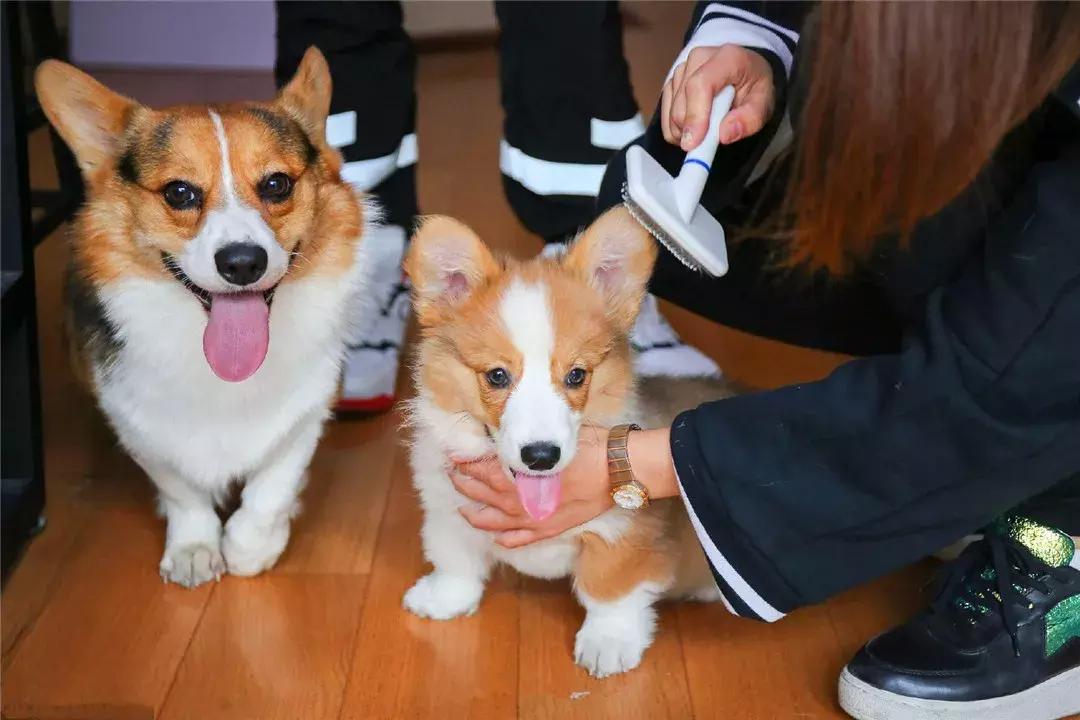 柯基从出生到满月的照顾,柯基可爱成长史