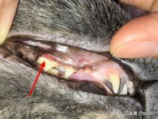 每天15分钟，医生手把手教你做17项猫咪全身检查