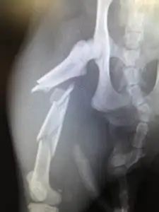 猫咪意外急救法,猫咪尾巴受伤怎么处理伤口