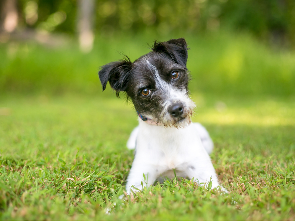 哮天犬是什么种类的狗,哮天犬是最牛的狗吗