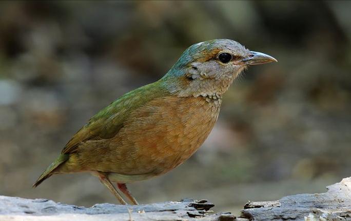 广东常见鸟类图谱和名称图文,东江揽胜鸟类