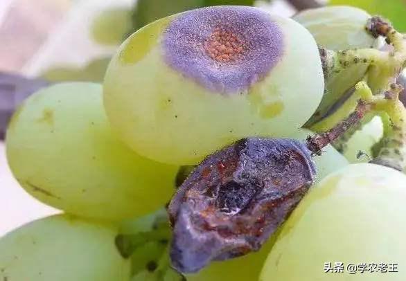 葡萄长黑斑怎么治,葡萄褐色斑点是什么病