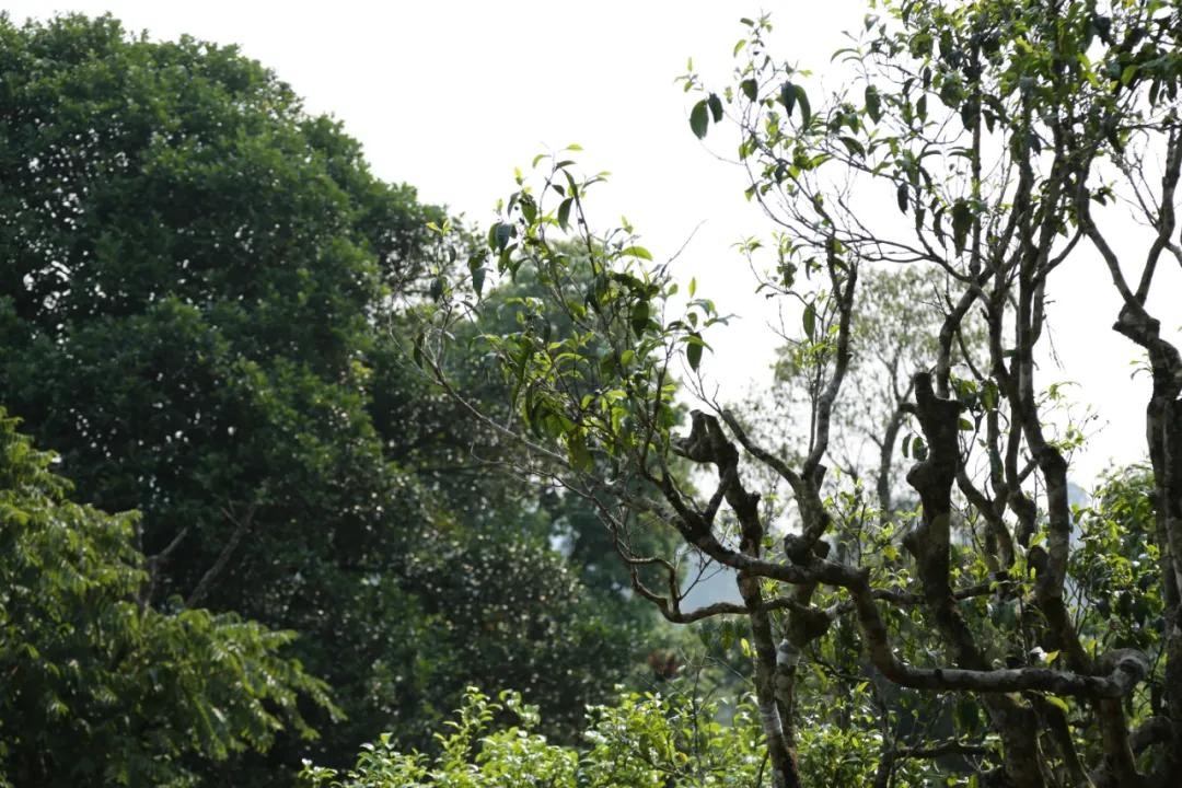 「茗边聚焦七彩云南·庆沣祥系列报道之③」浅谈百山百味