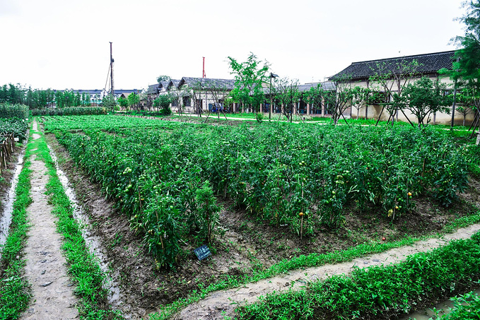 乌村暑期夏令营，吃喝玩乐在这里