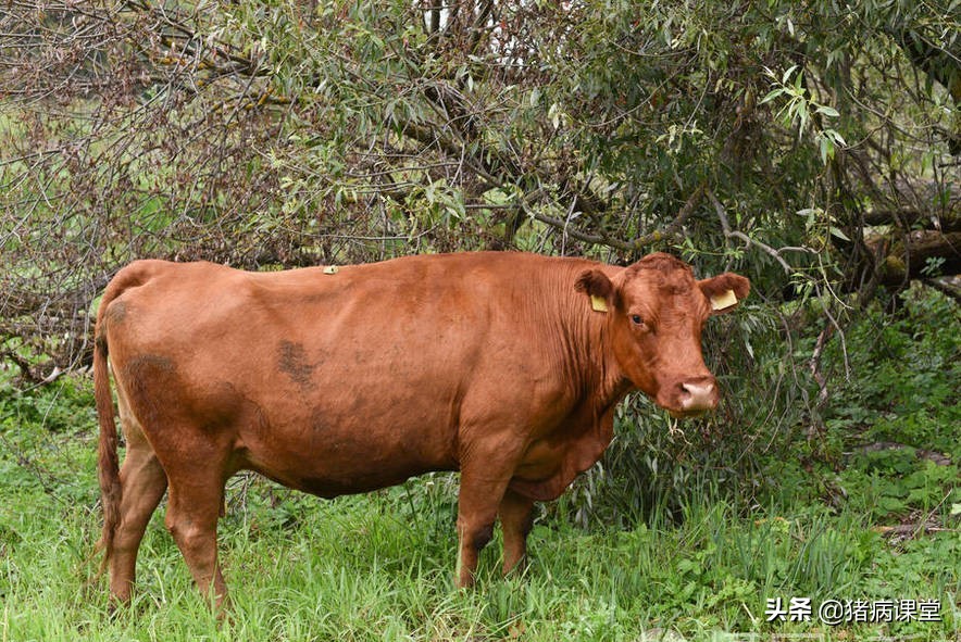 牛结节性皮肤病最早在哪儿出现,预防牛结节性皮肤病工作总结