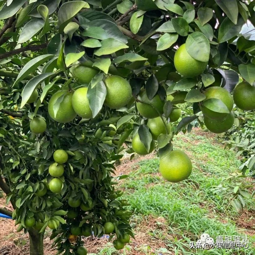 海南水果都有哪些品种图片及名称,海南水果上市时间表赶快收藏吧